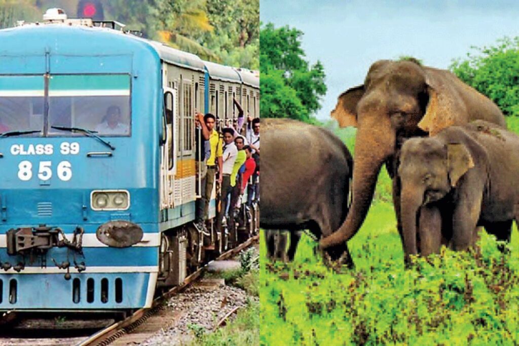 අලි පහක් මෙලොව හැර ගිහින්…