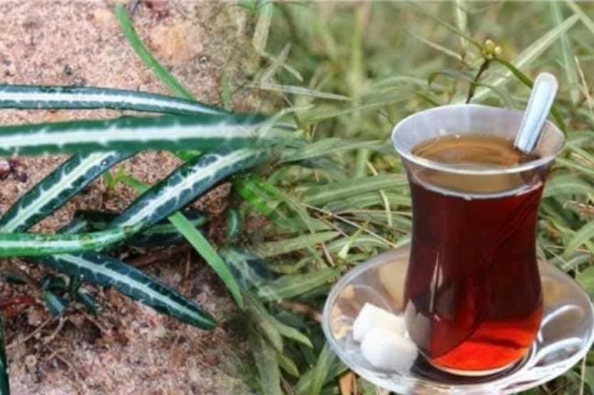 දහඩිය දුඟද නැති කරන්න මෙන්න නියම බෙහෙත…