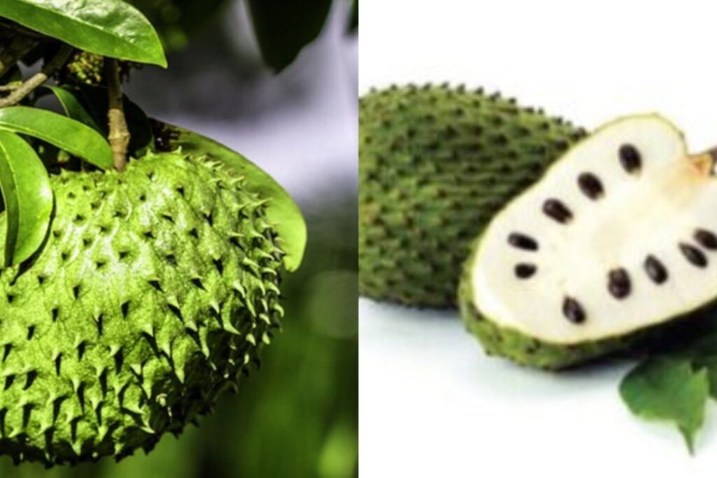කටු අනෝදා කෑවොත් ලෝකේ තියෙන ලොකුම ලෙඩෙත් සුවයි..!