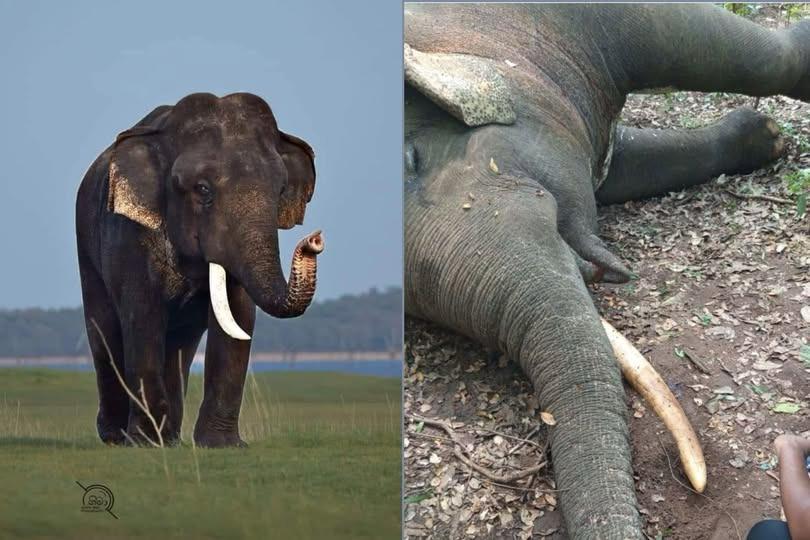 මින්නේරිය හැඩ කල යුනිකෝන් ඇතා… අනේ එයත් අපිව දාලා යන්නම ගිහිල්ලා… මේවා ගැන දැන්වත් බලධාරීන්ගේ නිසි අවධානයට ලක් වේවා..!