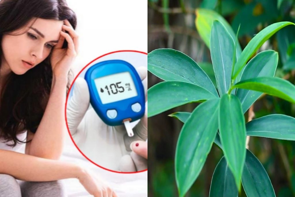 තෙබු කොළ කාලා දියවැඩියාව පාලනය කරගන්න හිතනවා නම් මේ ගැනත් සැලකිලිමත් වෙන්න.