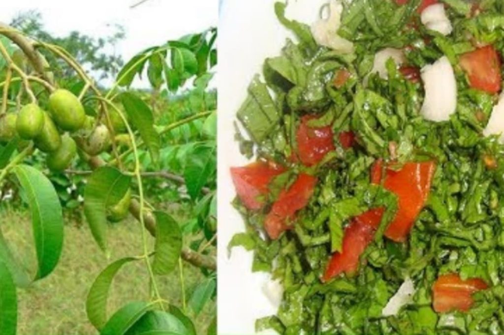 ඇඹරැල්ලා කොළ සම්බෝලය රෝග රැසක් සුව කරන දිව ඔසුවක් ඔබ මීට කලින් ඔබත් දැන සිටියාද ?