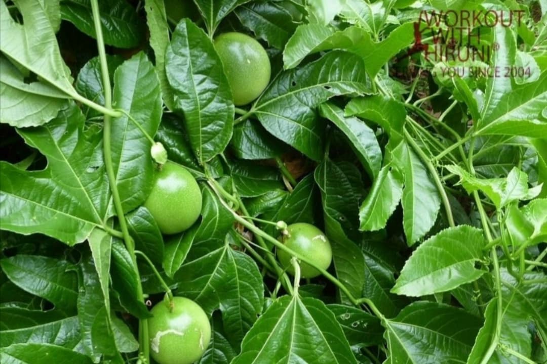 කොලෙස්ටරෝල් ඇතුලු රෝග රැසක් සුව කල හැකි පැෂන් කොල ගැන ඔබ නොදත් කතාවක් මෙන්න