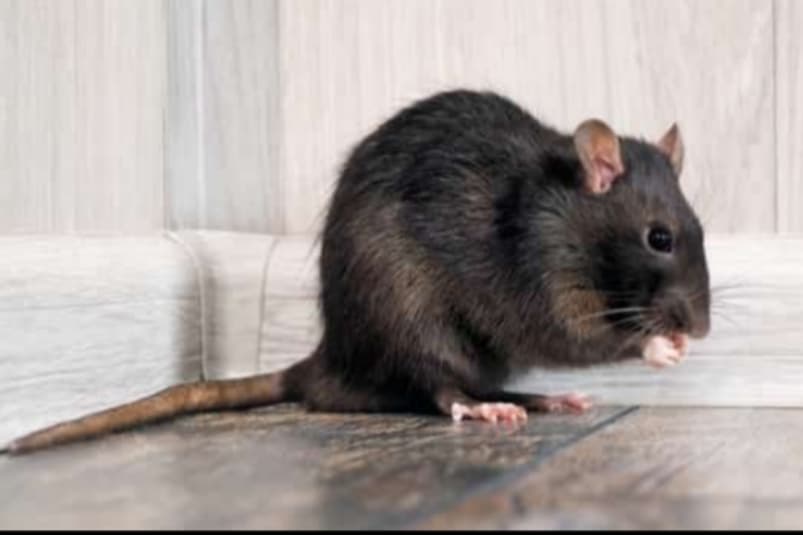 මීයෝ ගෙදර වනසනවා නම් විසඳුම මෙන්න