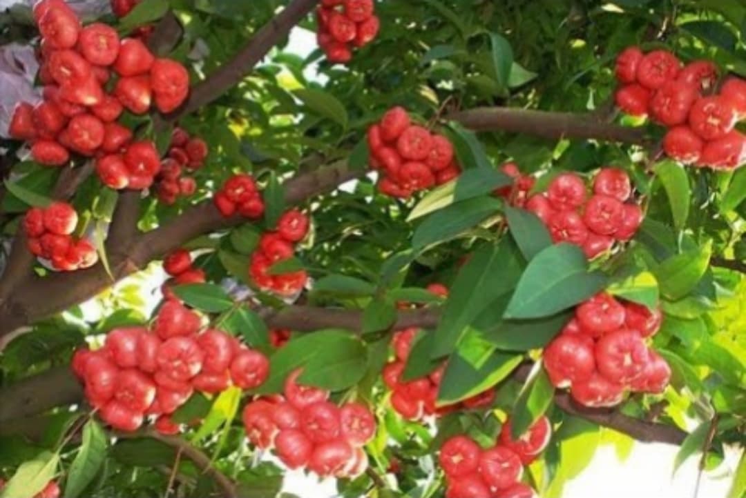 අඹ, ජම්බු වැනි අධික ඵල දරන ගස් ගෙමිදුලට අසුබද ? ගෙමිදුලේ ගස් ඔබට කියන රහස මෙන්න