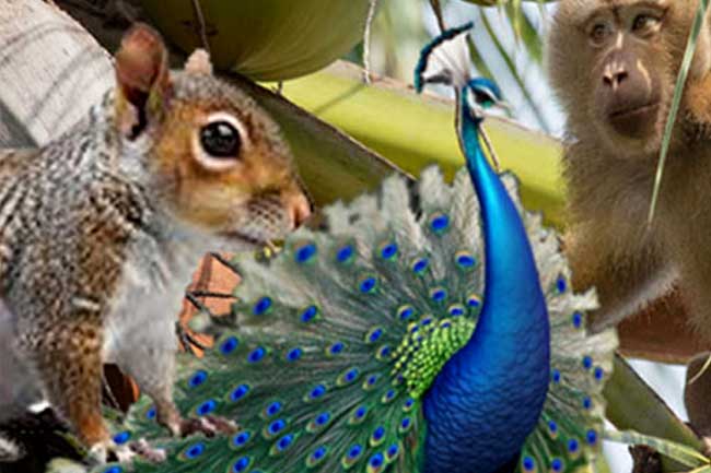 රටක් මවිත කරමින් බලාගෙන සිටි සත්ත්ව සංගණනයේ වාර්තාව මෙන්න. රිලව් ගණන ඇහුවොත් අදහගන්නත් බැරි වේවි…