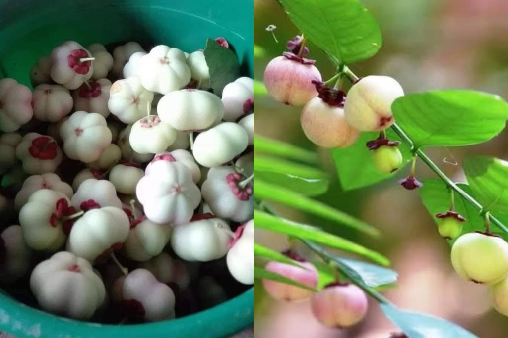 දියවැඩියාව, කල් පවතින තුවාල වලට දිව්‍යමය ඔසුවක්… ජපන් බටු ගැන දැනගන්න