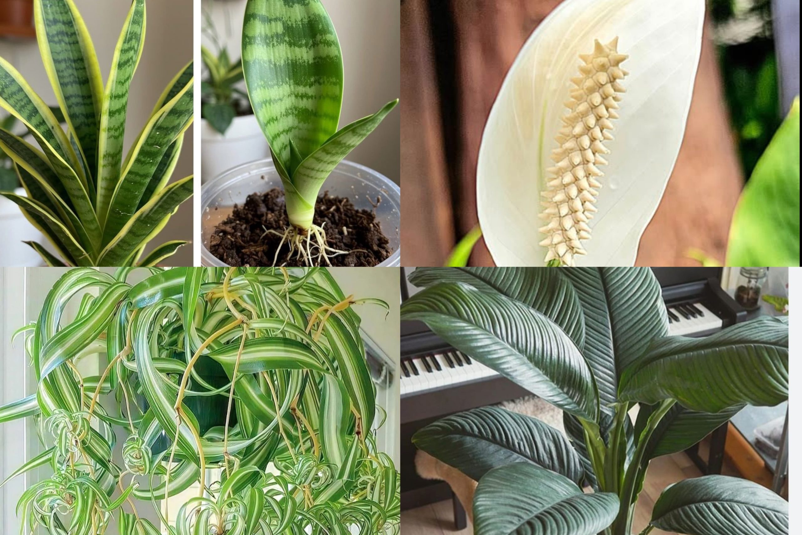 ඔබේ නිවසෙත් මේ ශාක අනිවාර්යයෙන්ම තියෙන්න ඕනි. ඇයි කියලා හරියටම දැනගන්න මෙන්න