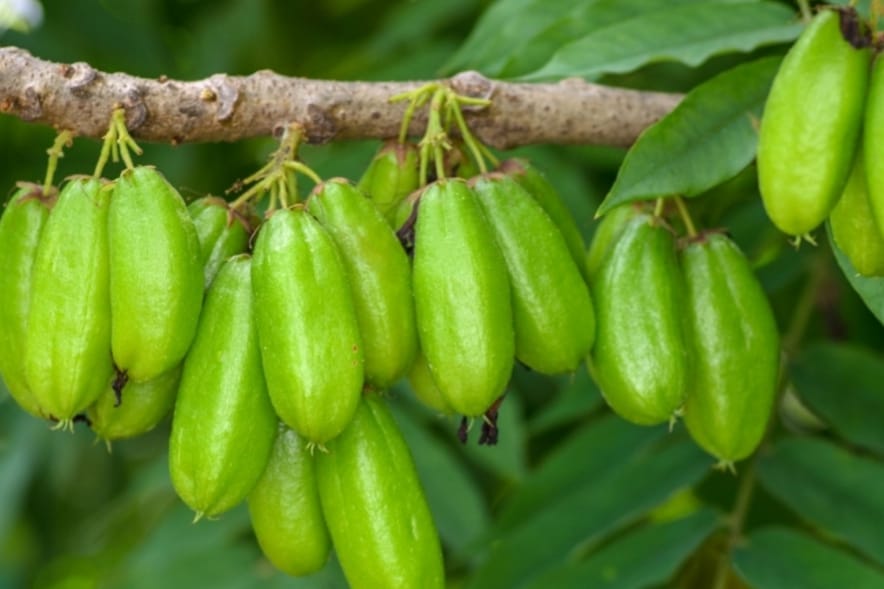 කැස්ස, දියවැඩියාව හොද කරන සුපිරි බෙහෙත බිලිං ගැන ඔබ නොදත් දේ දැනගන්න