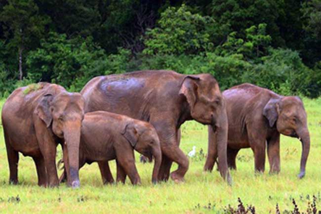 1751804702-elephant_L