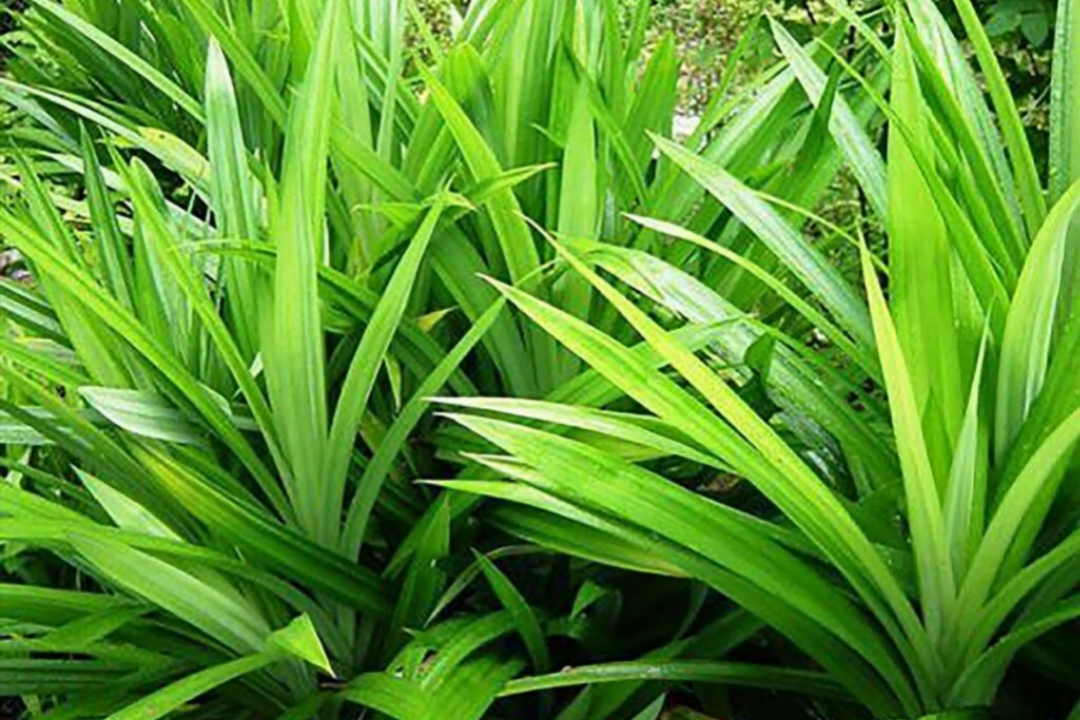 දිනපතා උයන්න පාවිච්චි කරන රම්පා වලින් කියවෙන ඔබ නොදත් දේ මෙන්න.