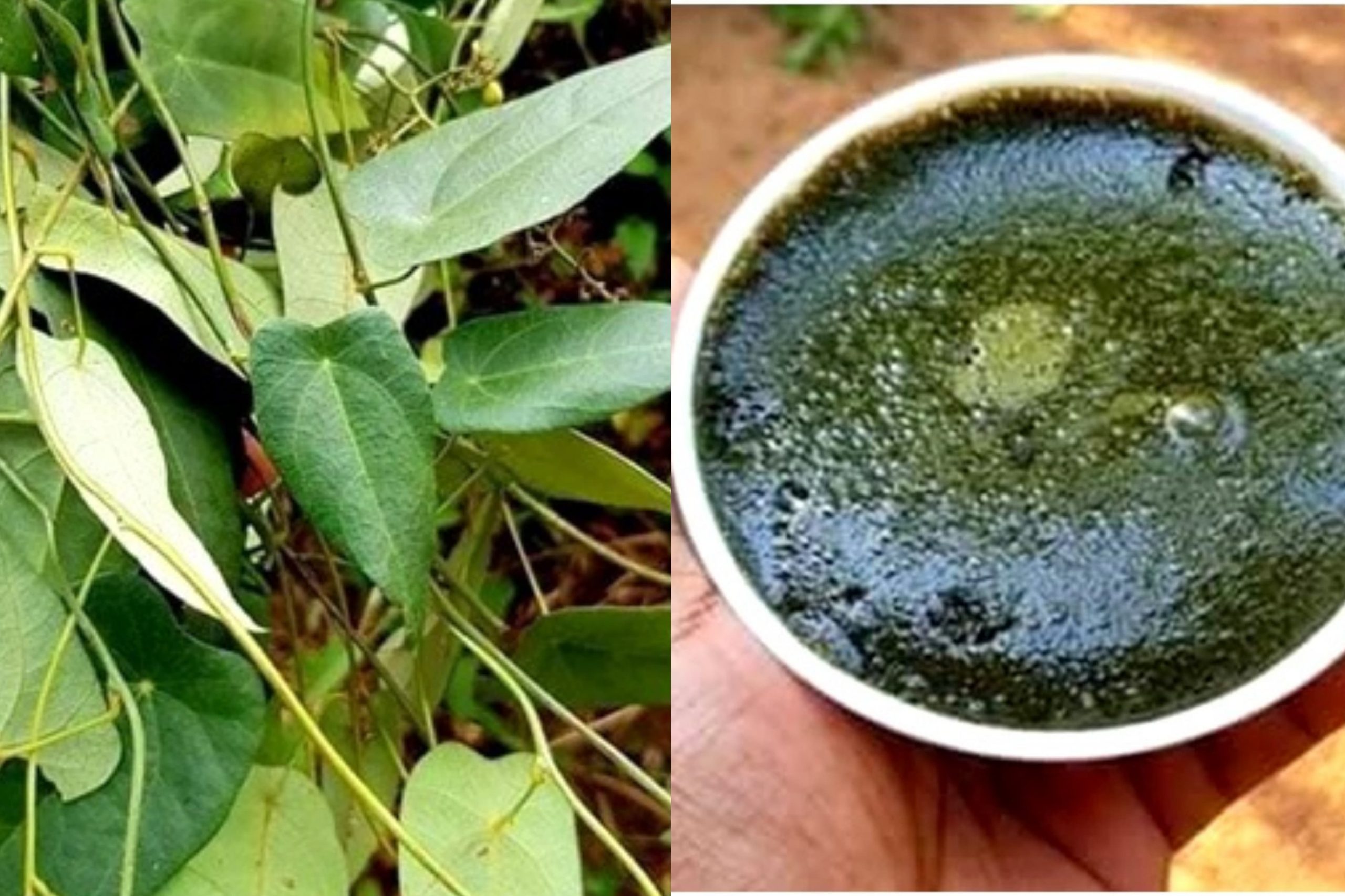 ගෑස්ට්රයිටීස් නසන ඇග සිසිල් කරන ස්වභාවික දිව ඔසුවක් මෙන්න