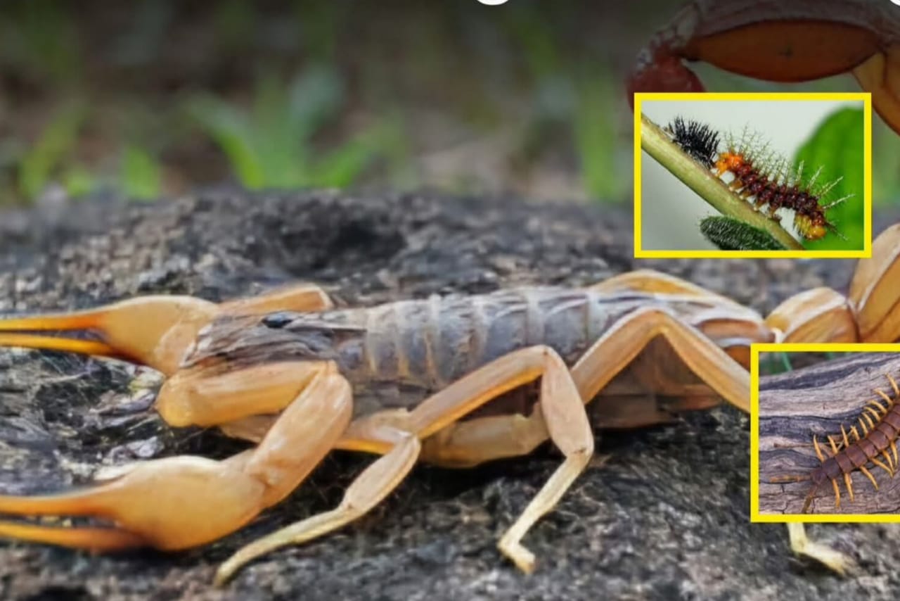 බැරි වෙලාවත් මේ සතුන් දෂ්ඨ කරොත් ක්ෂණිකව කරන්න ඕනි විෂ ඉවත් කරන පිළියම් ටිකක් මෙන්න..