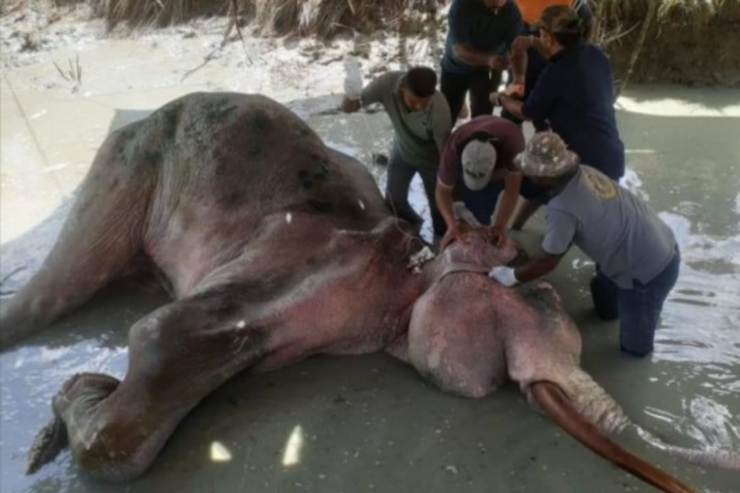 WhatsApp Image 2025-07-13 at 10.52.46 AM