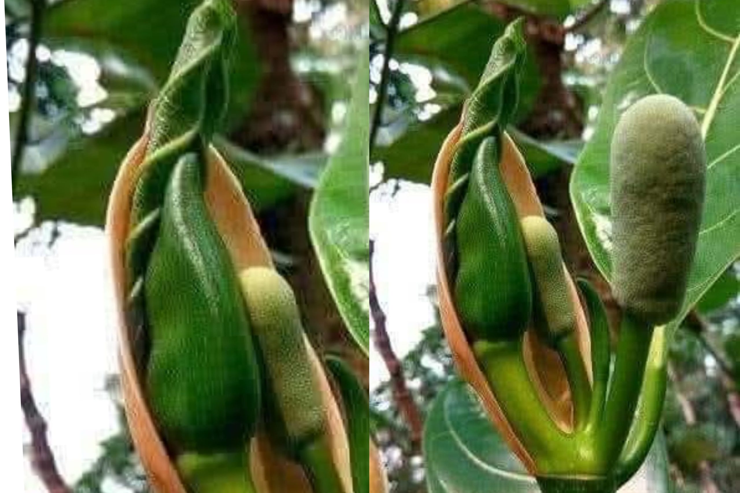 දියවැඩියාවට, ඩෙංගුවලට,ගැස්ට්රයිටීස් වලට ගුණදෙන.. පනාමල් සත්කාරය ගැන දැනගන්න.