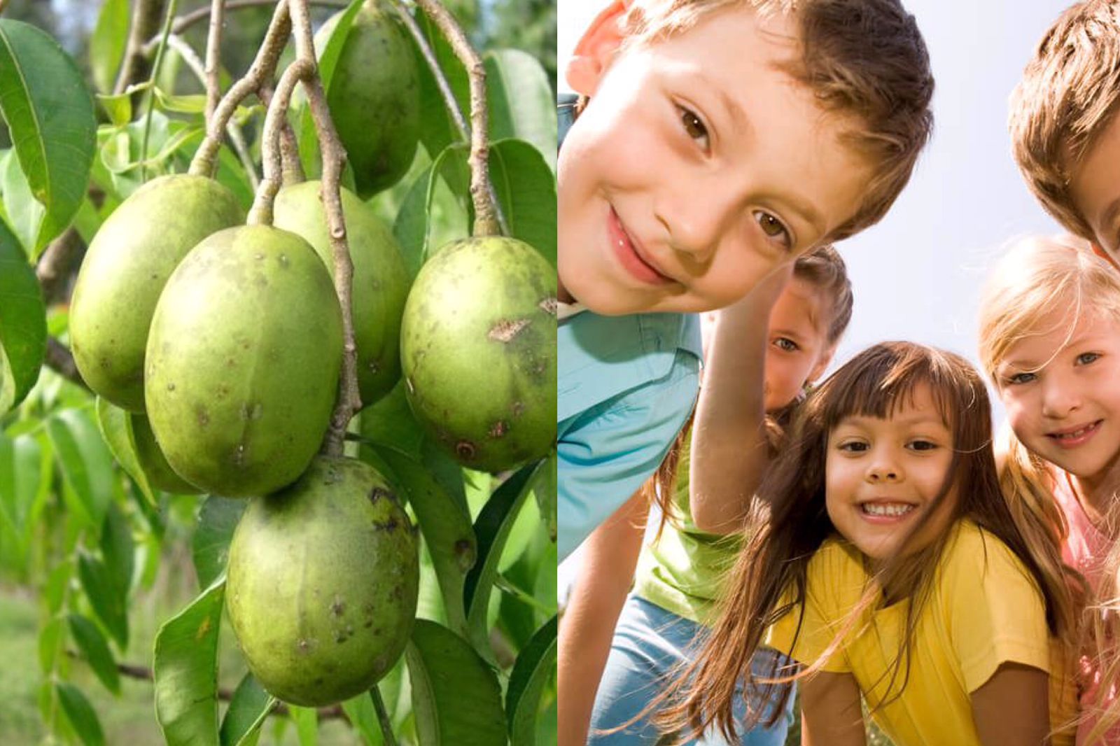 ” පොඩ්ඩන්ගේ දියවැඩියාවටත් වෙරළු ගහේ ඔසුවක් ” මෙන්න බලන්න විස්තරේ ..