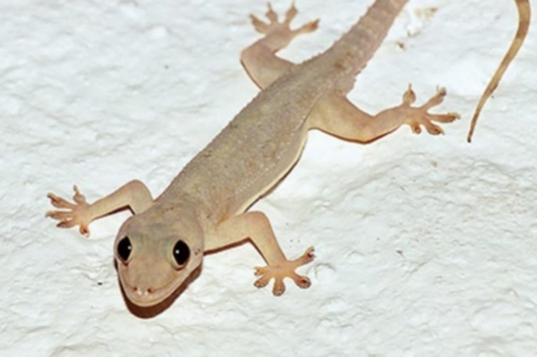 ගෙදර ඉන්න හූනන් පලවාහරින්න එපා… හූනාට ඔබේ නිවසේ රැදි සිටීමට ඉඩ දෙන්න. හේතුව මෙන්න