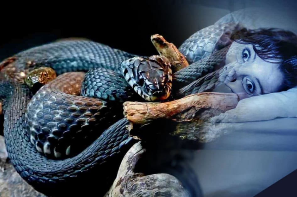 ඔයාටත් හීනෙන් නයි පේනවද ? ඒ මෙන්න මේ හේතු නිසා වෙන්න පුලුවන් !