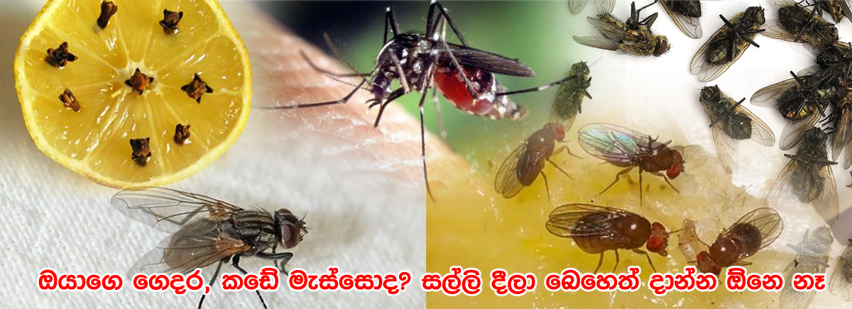 ඔබේ ගෙදරත් කරදරකාරී මැස්සන්, මදුරුවන් සදහටම එළවන්න මෙන්න නියම ක්රමේ