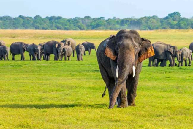 අද එයාලගේ දවසලු… ලොවක්ම ආදරේ කරන සද්ධන්ත පරපුරේ ආදරණීය ඇත්තන්ට අද නම් සුවිශේෂී දවසක්…! ඒ ගැන ඇසෙන කතාව මෙන්න