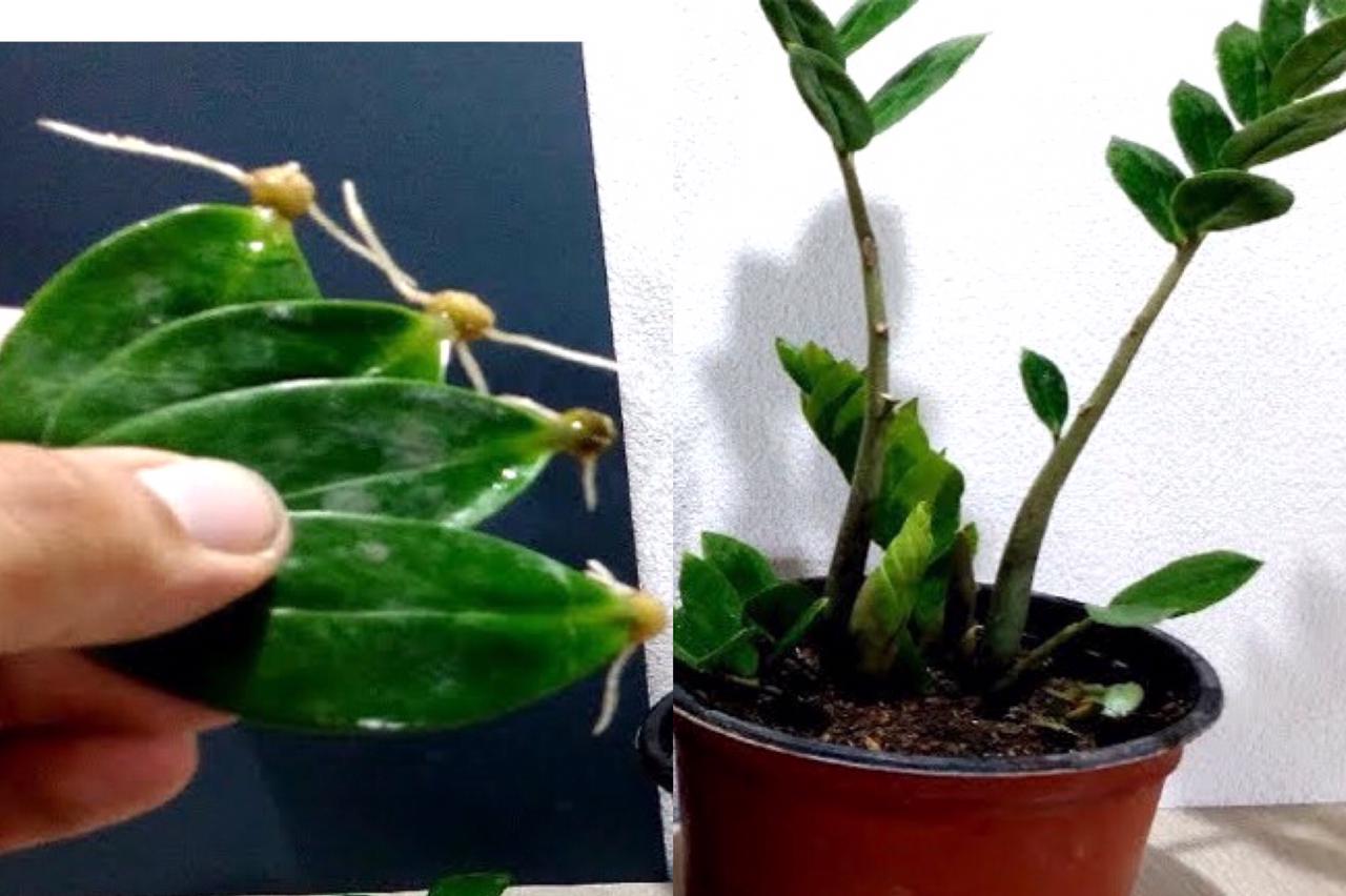 වාසනාව ගෙනදෙනවා කියන ලකී ප්ලාන්ට් පැල ඔයත් නිවසේ තියාගෙන ඉන්නවද ? එහෙනම් ඒවා දැන්ම අයින් කරන්න. හේතුව මෙන්න..!