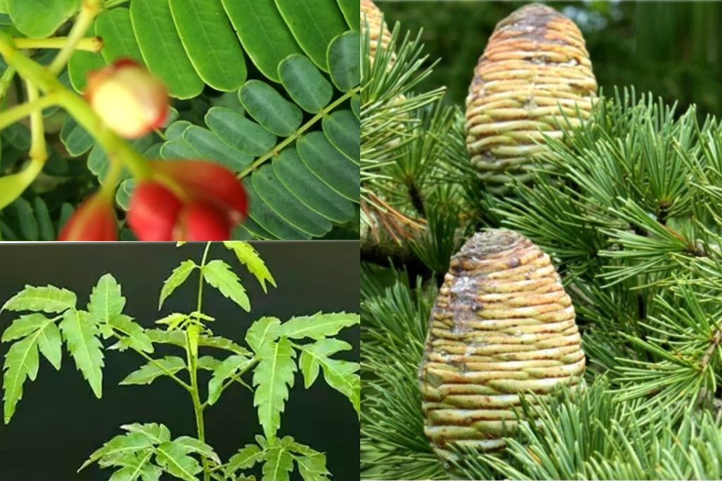 මේ ගස් ඔබේ ගෙවත්තේ හිටෙව්වොත් ඔබේ දියුණුව සක්කරයටවත් නවත්වන්න බැ… හේතුව මෙන්න !