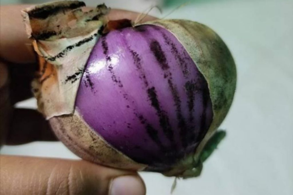 කළු පුස් තියෙනවා නම් ළූණු කන්න පුලුවන්ද ? ගෘහණියක් වන ඔබත් අනිවාර්යයෙන්ම මේ ගැන සැලකිලිමත් වෙන්න..!