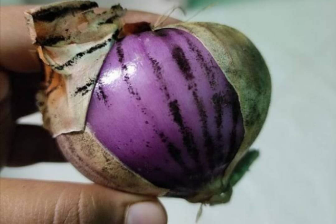 කළු පුස් තියෙනවා නම් ළූණු කන්න පුලුවන්ද ? ගෘහණියක් වන ඔබත් අනිවාර්යයෙන්ම මේ ගැන සැලකිලිමත් වෙන්න..!