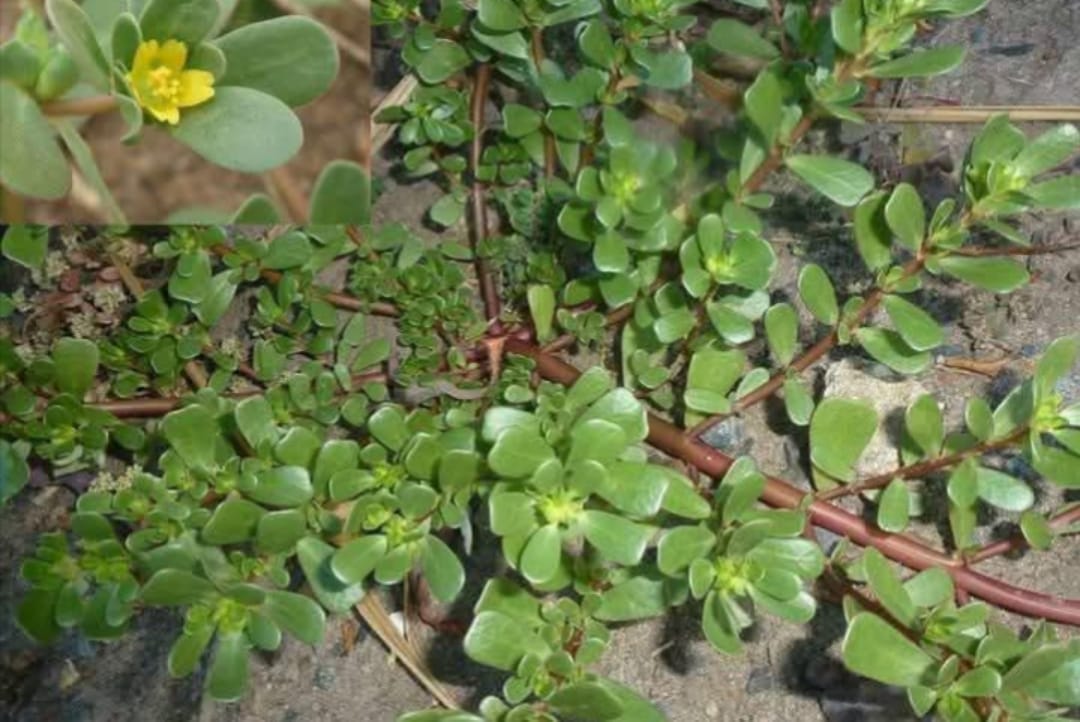 අක්මාවේ විස පැය 24න් නසන දිව්යමය හෙළ ඔසුවක් මෙන්න..