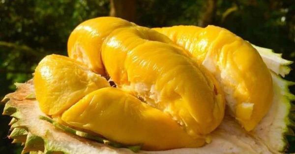 මේ ගැන දන්නවා නම් බිරිදෑවරු ඔයාලට හොය හොයා මේවා කන්න දෙයි… මේ දවස්වල ජාතික ආහාරය දූරියන් ගැන ඔබ නොදත් කතාවක් !