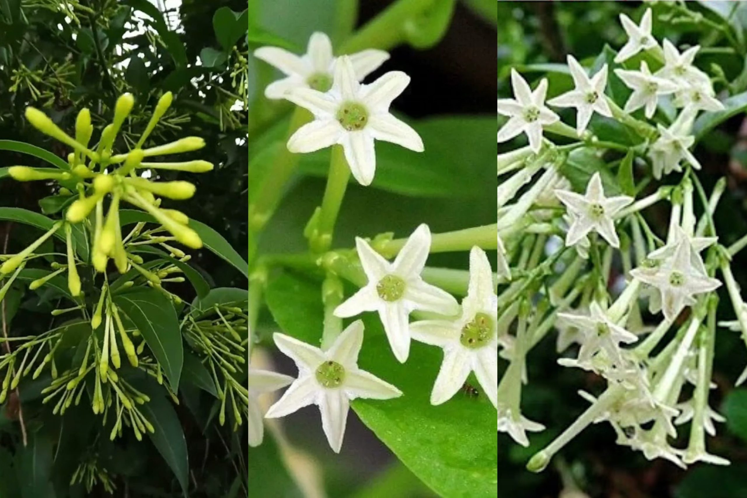 නිවසේ අමනුස්ස දොස් දුරලන ‘රෑ කුමාරි’ මල් පැලේ ඇති මේ බලය ගැන ඔබත් දන්නවා නම් පුදුම වෙයි !