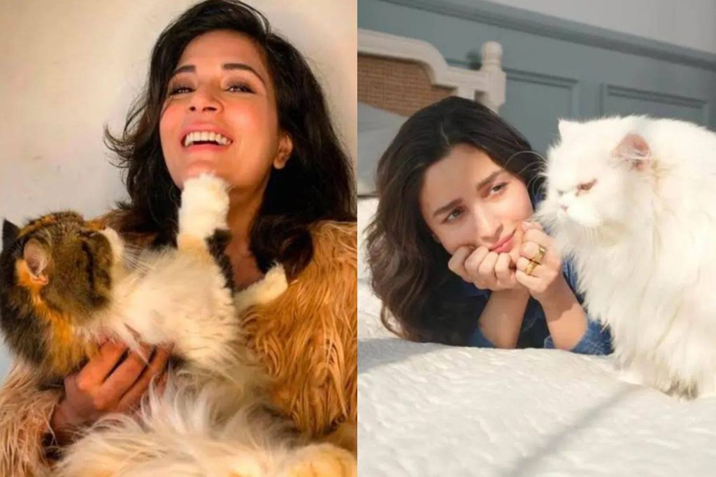 හැමෝම ආදරය කරන එයාල, පූසො එක්ක… ඔයාල ආස කාගෙ පූසටද?