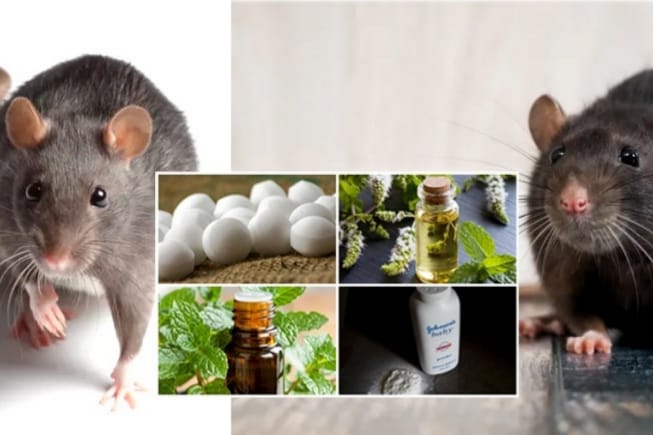 ඔයාගේ ගෙදරත් මීයෝ පිරිලද ? මී කරදරේ සදහටම නැති කරගන්න සරල ක්රම ටිකක් මෙන්න