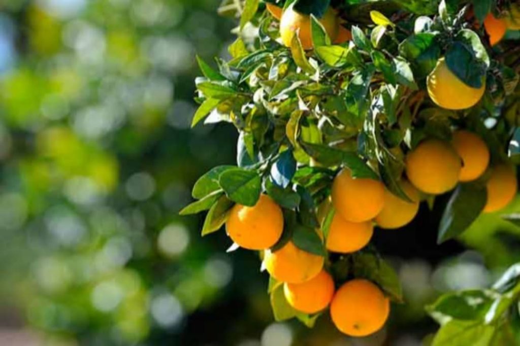 කවදාවත් හිතුවේ නෑ නේද ? දොඩම් ලෙල්ලෙන් පවා හාස්කමක්… මේ තරම් විශ්මිත ගුණයක් ඇති කියලා…