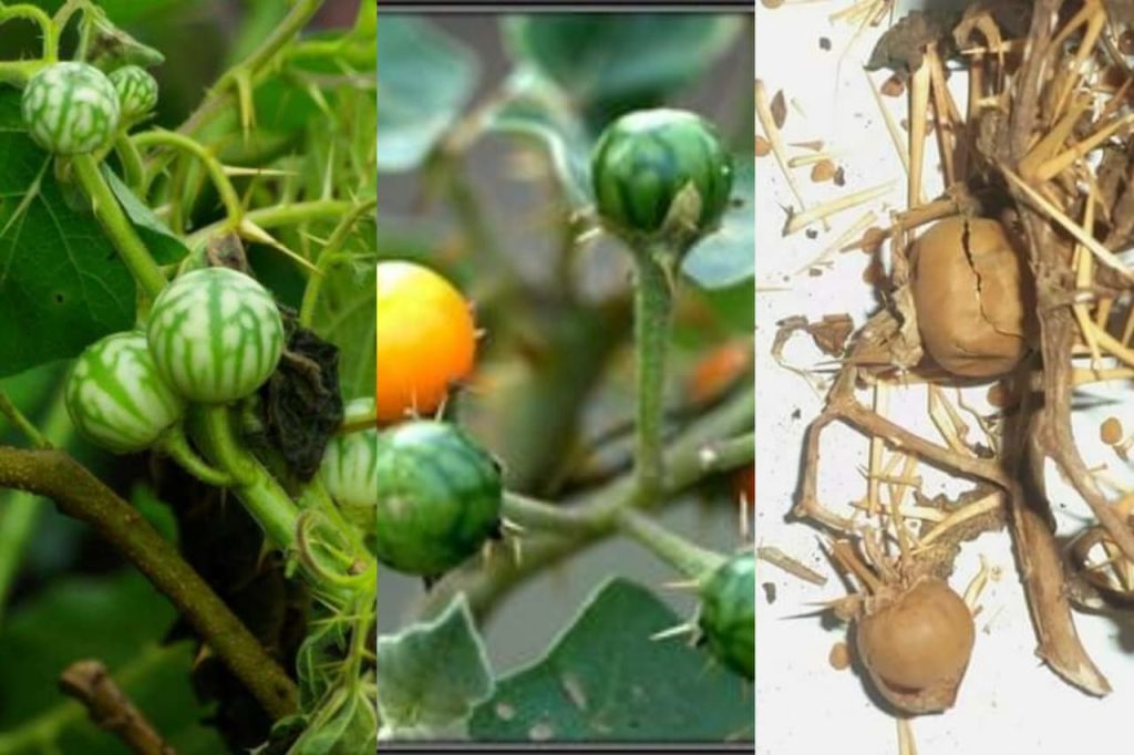 කැස්සට නොවරදිනම දිව ඔසුවක් මෙන්න. කටුවැල්බටු ගැන ඔබ නොදත් කතාව