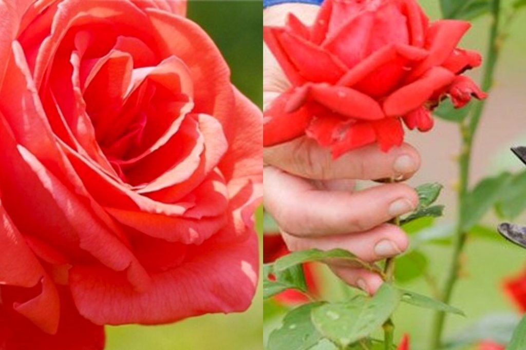 කොච්චර හැදුවත් සාර්ථක වුනේ නැද්ද ? ඔබේ ගෙවත්තත් ලස්සන කරන ලස්සනට පිපෙන රෝස පැලයක් නිවැරදිව හදාගන්නේ මෙහෙමයි !