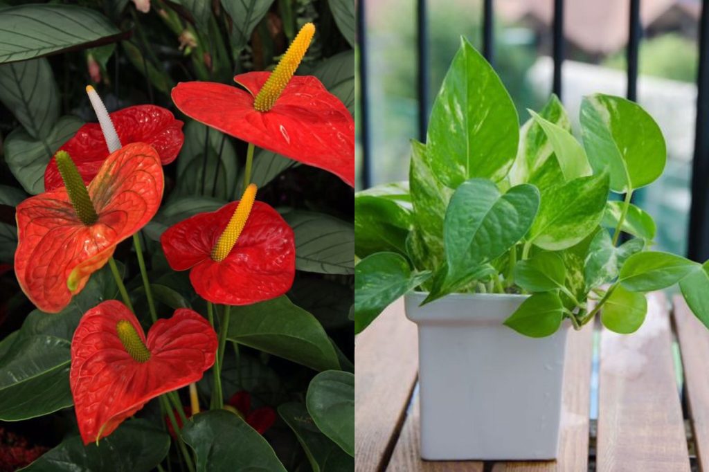 සෞඛ්යයට හානි කරන විස වායු නැති කරන ඔබත් අනිවාර්යයෙන්ම නිවසේ තබාගතයුතු මේ ගස් ටික ගැන දැනගන්න