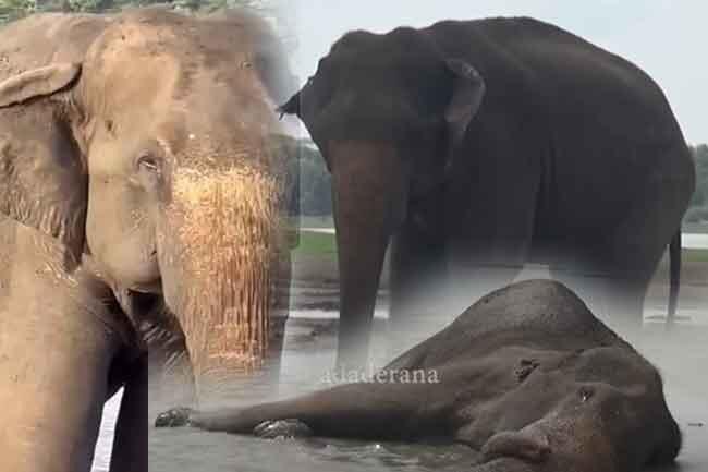 රටක් සංවේදී කරමින් කණ්ඩලමේ හැඩකාරයාත් අපෙන් සමුගනී !