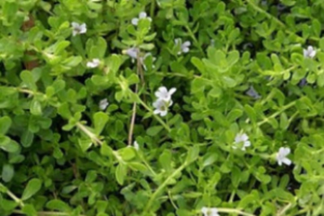 ” මතකය වඩවන ඔසුවයි ලුණුවිල ” ලුණුවිල වල විස්මිත ගුණ ඔබත් අදම දැනගන්න …