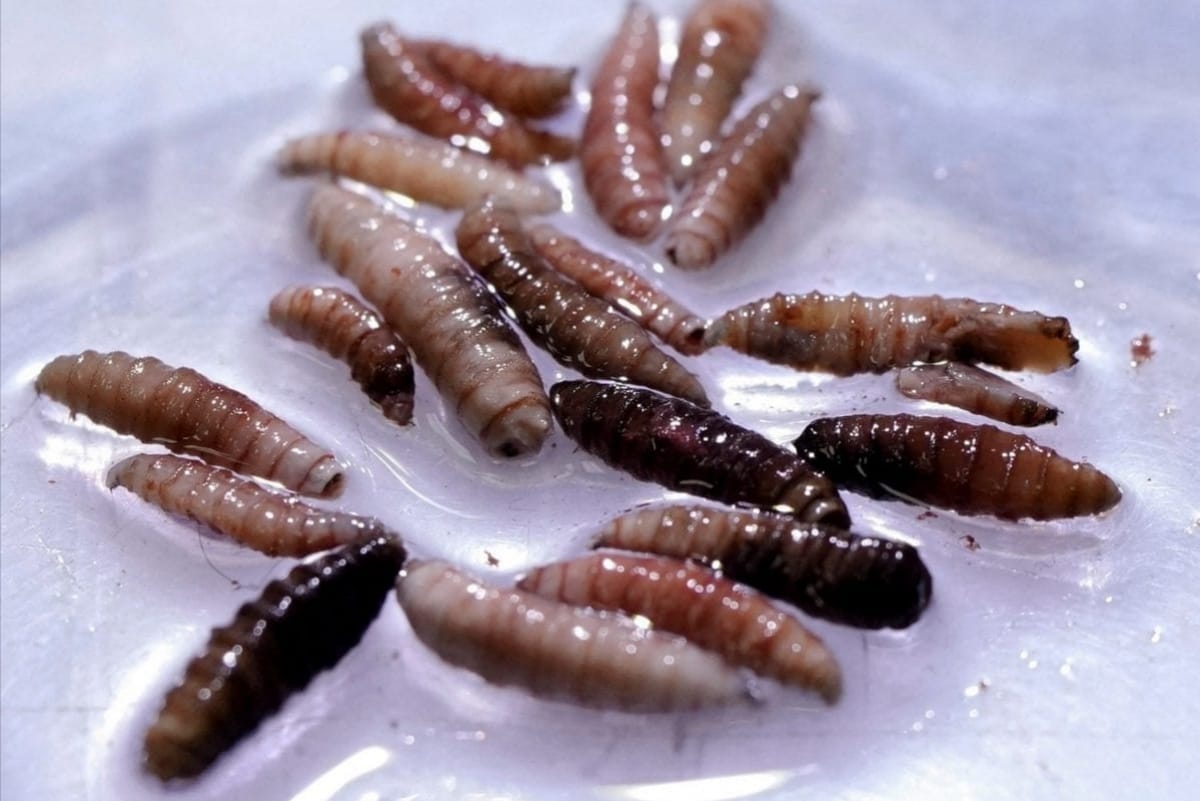 මිනිස් තුවාල තුළ වැඩෙමින් මාංශ ආහාරයට ගන්නා පණුවන් විශේෂයක් ගැන පරීක්ෂණයකින් හෙළිවුණු ඒ විශ්මයජනක කාරණාව මෙන්න..