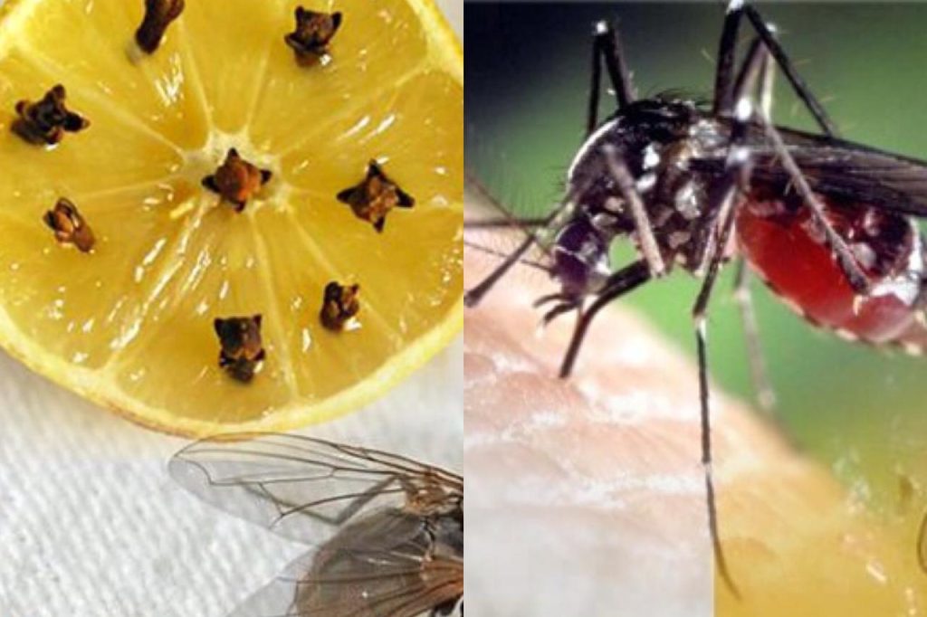 මැස්සන්, මදුරුවන් නිසා පීඩා විදින ඔබට, මෙන්න ඔබේ ගෙදරත් සිටින කරදරකාරි මැස්සන්, මදුරුවන් සදහටම එලවන සුපිරිම ක්‍රමය…
