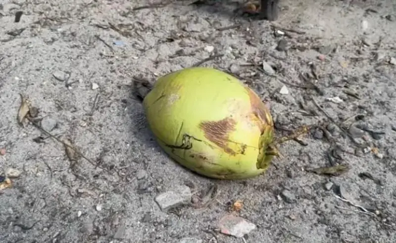 පොල් ගෙඩියක් නිසා වෙන්නප්පුවම හඬවමින් අහිමි වූ දෙහැවිරිදි මල් කැකුළක් ගැන ඇසෙන සංවේදී කතාව මෙන්න