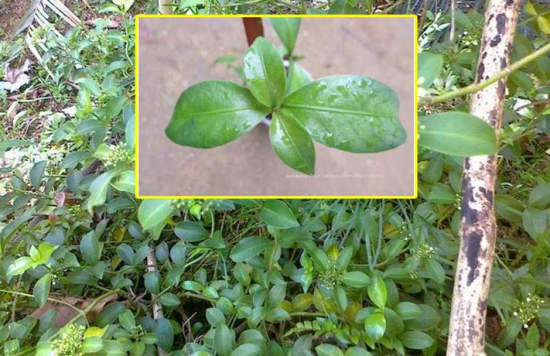 තැලුම් රිදුම් සුව කරන ගොනිකා කොල වල ඇති විශ්මිත ගුණ දැනගන්න