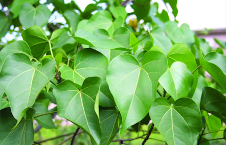දණිස් අමාරුව නිට්ටාවටම සුව කරන අත්දුටු බෙහෙතක් මෙන්න