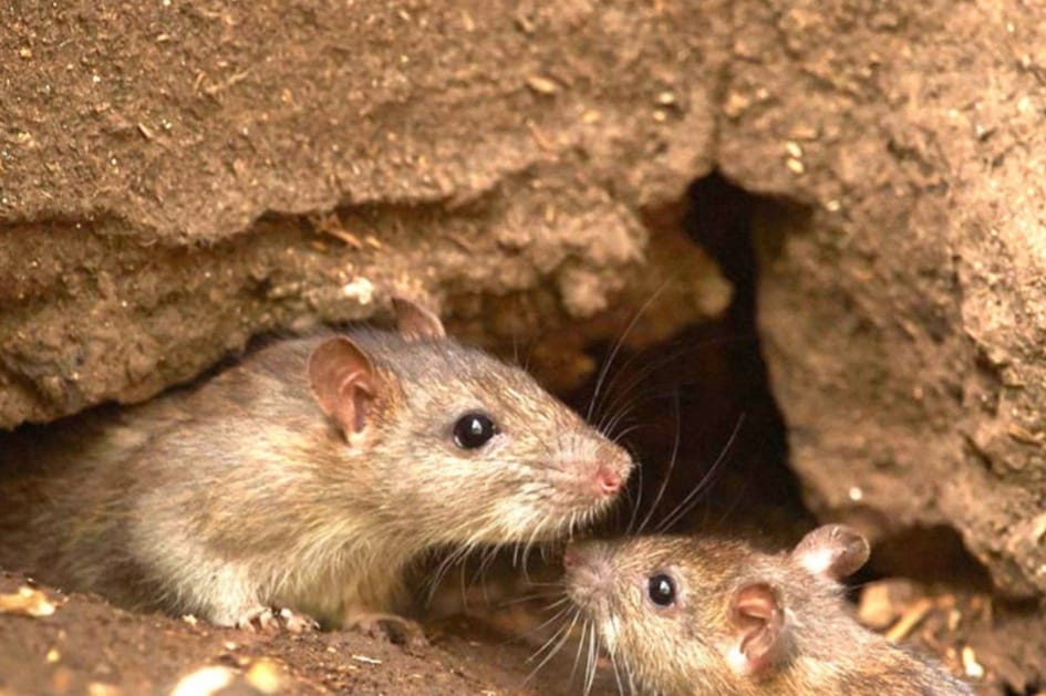 ඒ ප්‍රශ්නෙට විසදුම මෙන්න…කරදරකාරී මීයන්, ගෙවත්තෙන් පලවා හරින්නේ මෙහෙමයි…