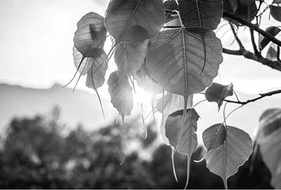 නිවන් අවබෝධයට මාර්ගය කුමක්ද ? නිවන ගැන ඔබ නොඇසූ වටිනා ලිපියක් මෙන්න..