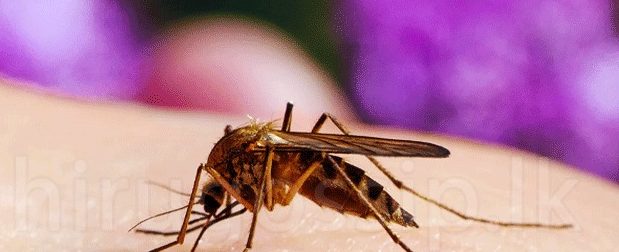 පුංචි ළමයි ගෙදර ඉන්න ඔයාටයි මේ ලිපිය… පොඩි අය මදුරු කරදරෙන් බේරා ගන්න සරල ක්‍රම ටිකක් මෙන්න