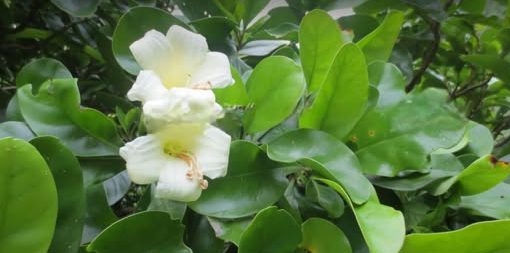 තිස් පැයෙන් කැඩුන බිඳුන අස්ථි පාස්සන දේශීය කැඩුම බිඳුම් වෙදකමේ ඇට පෑස්සීම සඳහා ගන්නා ප්‍රධාන ඖෂධයක් ගැන ඔබ නොදත් විශ්මිත ගුණ මෙන්න