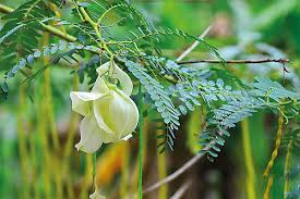 තුන්දොස් නිවාරන කතුරුමුරුංගා ගැන ඔබ නොදත් විශ්මිත ගුණ මෙන්න