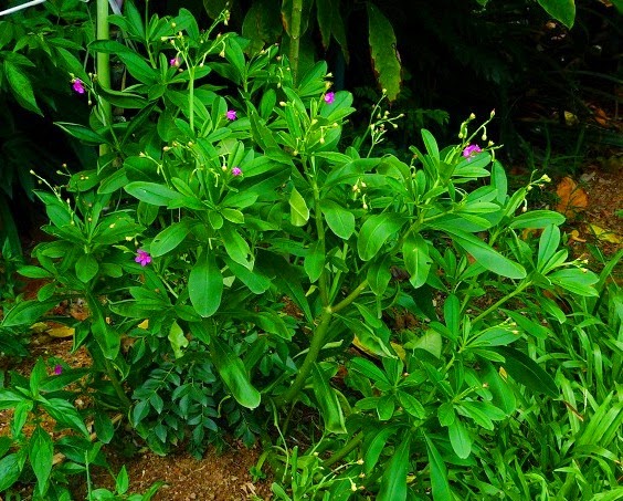 ඕන ලෙඩකට සුපිරිම බෙහෙත… නිවිති වල ඇති මේ විශ්මිත ගුණ දන්නවා නම් ඔබත් පුදුම වේවී..